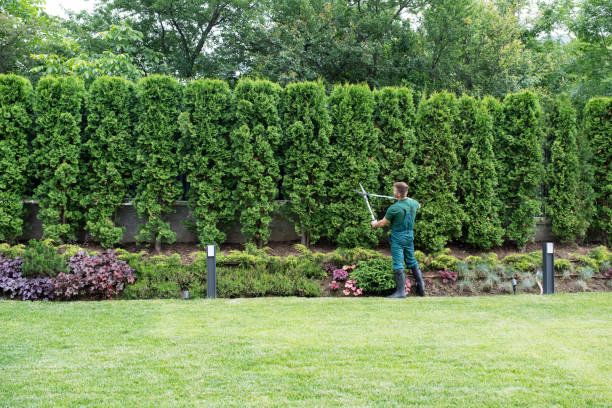 Best Root Management and Removal  in Keuka Park, NY