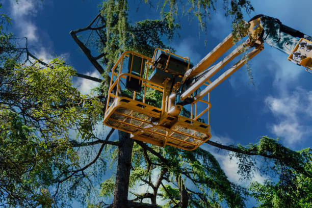 Best Tree Risk Assessment  in Keuka Park, NY