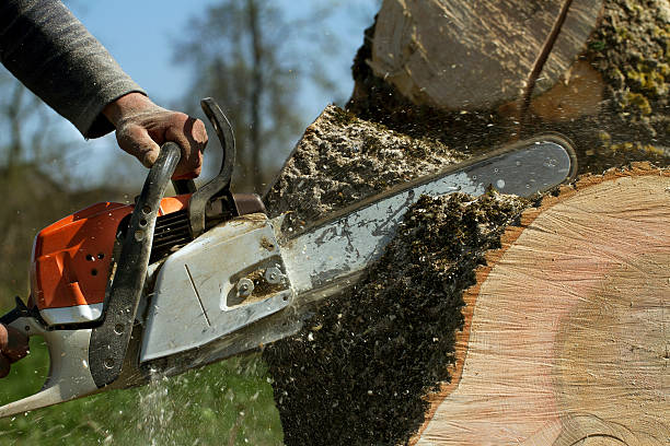 Best Tree and Shrub Care  in Keuka Park, NY